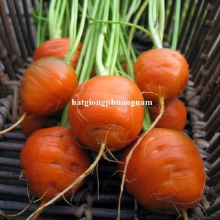 0,5 Gram - Hạt Giống Cà Rốt Tròn Phương Nam
