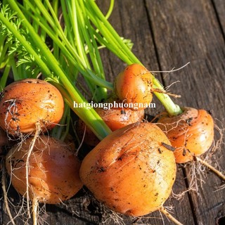 0,5 Gram - Hạt Giống Cà Rốt Tròn Phương Nam