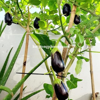 0,5 Gram - Hạt Giống Cà Tím Quả Lê Phương Nam