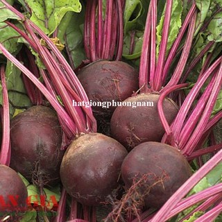 5 Gram - Hạt Giống Củ Dền Đỏ Phương Nam