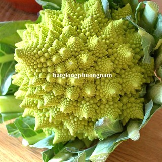 0,5 Gram - Hạt Giống Súp Lơ San Hô Phương Nam