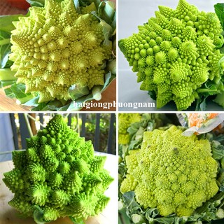 0,5 Gram - Hạt Giống Súp Lơ San Hô Phương Nam