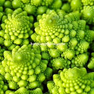 0,5 Gram - Hạt Giống Súp Lơ San Hô Phương Nam