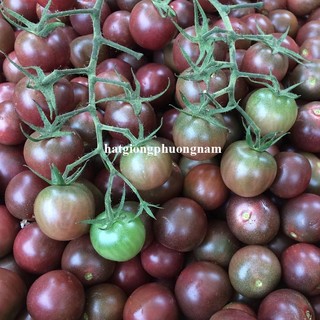 20 Hạt - Hạt Giống Cà Chua Chocolate Phương Nam