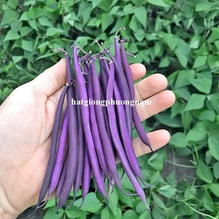 3 Gram - Hạt Giống Đậu Cove Tím Phương Nam