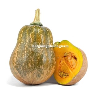 20 Hạt - Hạt Giống Bí Đỏ Hồ Lô F1 Phương Nam
