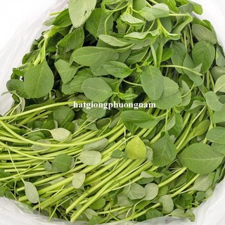 5 Gram - Hạt Giống Dền Cơm Phương Nam