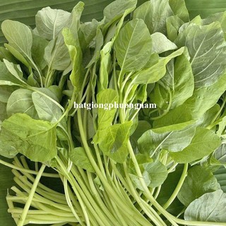 5 Gram - Hạt Giống Dền Cơm Phương Nam