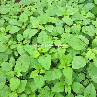 5 Gram - Hạt Giống Dền Cơm Phương Nam