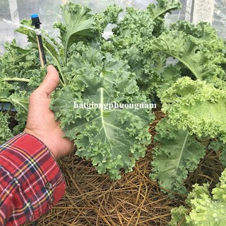 2 Gram - Hạt Giống Cải Xoăn Kale Phương Nam