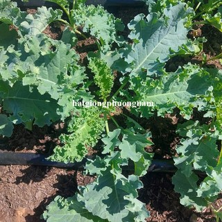 2 Gram - Hạt Giống Cải Xoăn Kale Phương Nam