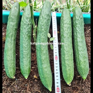 20 Hạt - Hạt Giống Dưa Chuột Nhật Phương Nam