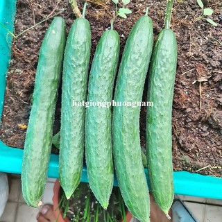 20 Hạt - Hạt Giống Dưa Chuột Nhật Phương Nam