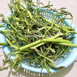 50 Hạt - Hạt Giống Rau Rút Dút Phương Nam