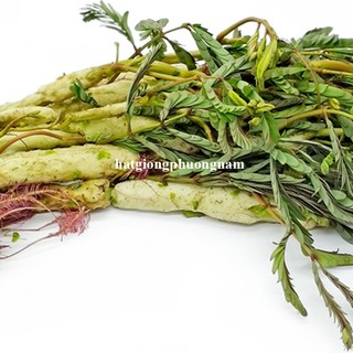 50 Hạt - Hạt Giống Rau Rút Dút Phương Nam
