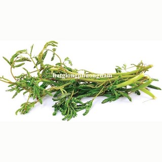 50 Hạt - Hạt Giống Rau Rút Dút Phương Nam