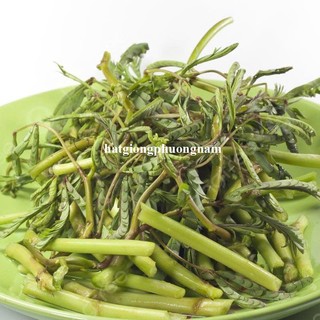 50 Hạt - Hạt Giống Rau Rút Dút Phương Nam