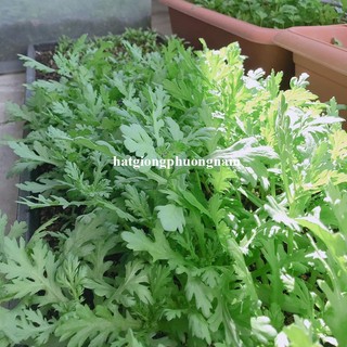 20 Gram - Hạt Giống Tần Ô Phương Nam
