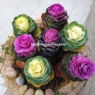 30 Hạt - Hạt Giống Hồng Sa Mạc - Hoa Bắp Cải Phương Nam