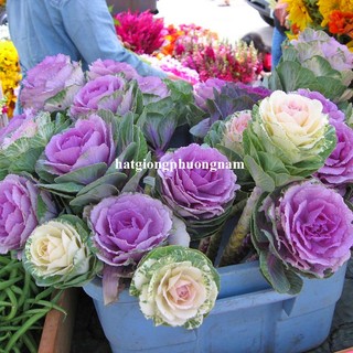 30 Hạt - Hạt Giống Hồng Sa Mạc - Hoa Bắp Cải Phương Nam