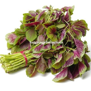 20 Gram - Hạt Giống  Rau  Dền Phương Nam