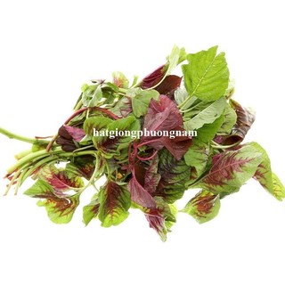20 Gram - Hạt Giống  Rau  Dền Phương Nam