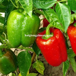 40 Hạt - Hạt Giống Ớt Chuông Phương Nam