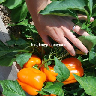 40 Hạt - Hạt Giống Ớt Chuông Phương Nam
