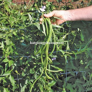 20 Gram - Hạt Giống  Đậu Đũa Phương Nam