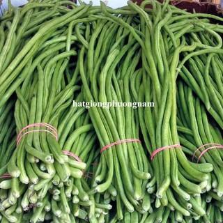20 Gram - Hạt Giống  Đậu Đũa Phương Nam