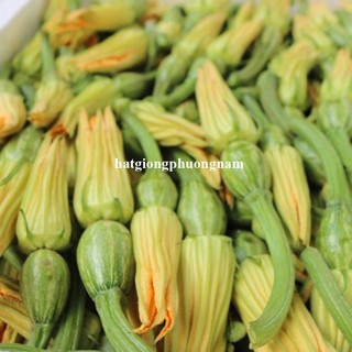 10 Hạt - Hạt Giống Bí Nụ Phương Nam