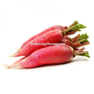 2gr - Hạt Giống Củ Cải Đỏ Dài Phương Nam