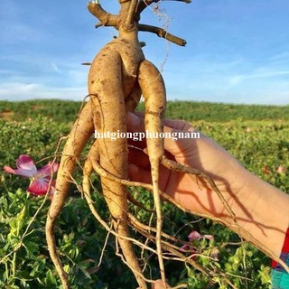 0.5 Gram - Hạt Giống Sâm Bố Chính Phương Nam