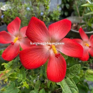 0.5 Gram - Hạt Giống Sâm Bố Chính Phương Nam