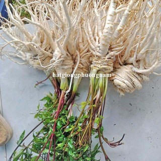 0.5 Gram - Hạt Giống Sâm Đương Quy Phương Nam