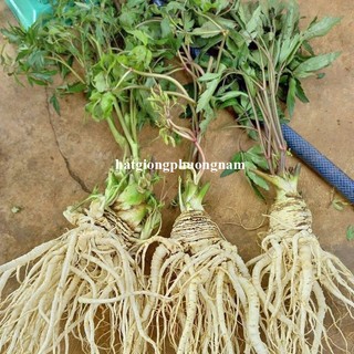 0.5 Gram - Hạt Giống Sâm Đương Quy Phương Nam