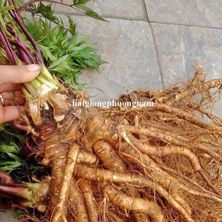 0.5 Gram - Hạt Giống Sâm Đương Quy Phương Nam