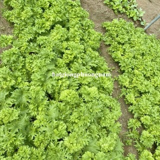 0,5gr - Hạt Giống Cải Mù Tạt Phương Nam