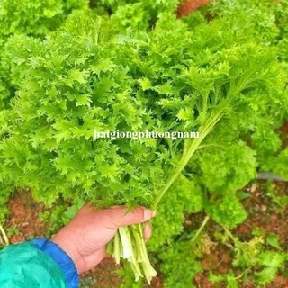 0,5gr - Hạt Giống Cải Mù Tạt Phương Nam