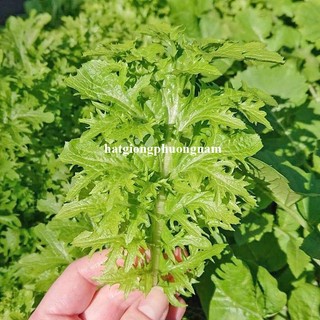 0,5gr - Hạt Giống Cải Mù Tạt Phương Nam
