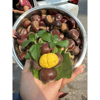 Hạt dẻ tươi sapa 1kg