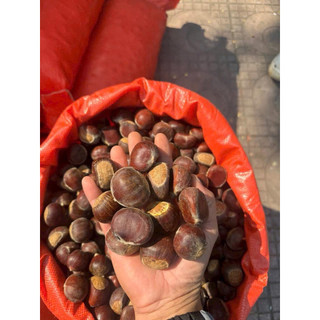 Hạt dẻ tươi sapa 1kg