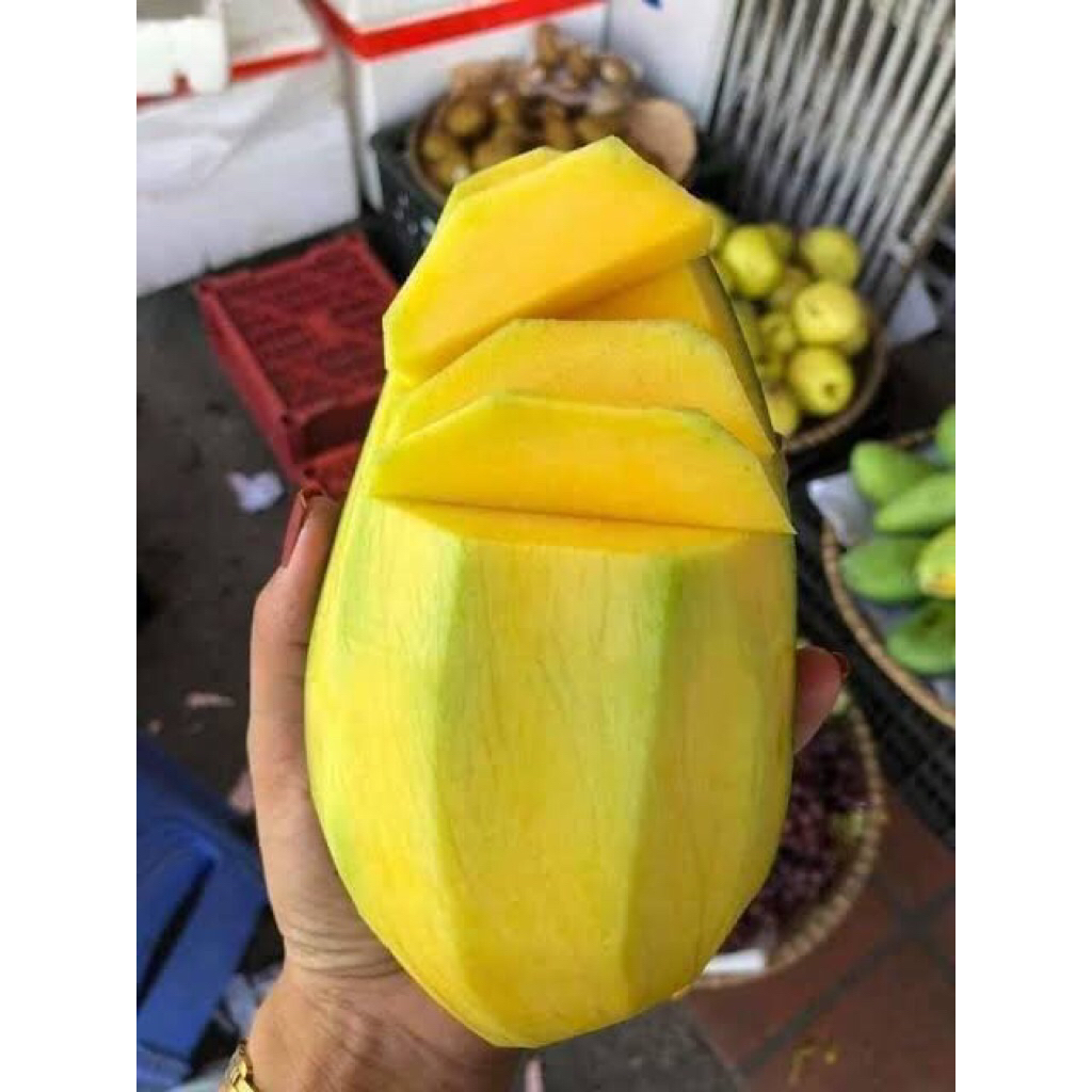 Cây giống xoài đài loan