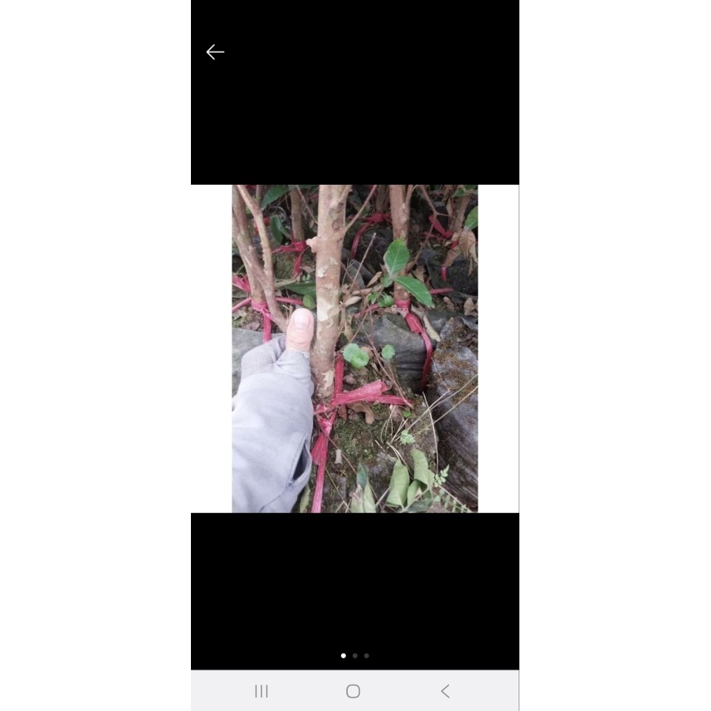 cây nho thân gỗ 12 vụ