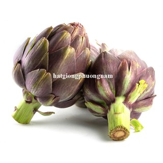 10 Hạt - Hạt Giống Atiso / Astiso  Tím Phương Nam
