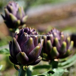 10 Hạt - Hạt Giống Atiso / Astiso  Tím Phương Nam
