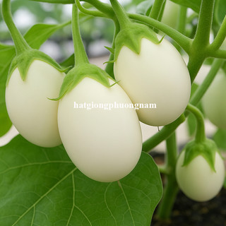 1 Gram - Hạt Giống Cà Pháo Trứng Phương Nam