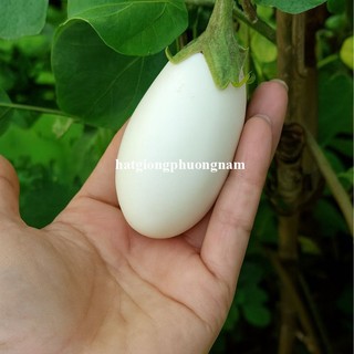 1 Gram - Hạt Giống Cà Pháo Trứng Phương Nam