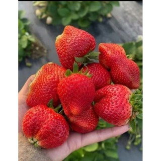 Combo 10 cây  mô vỉ dâu ÚC 🍓( loại giống rất chuộng, trái to, ít bệnh.