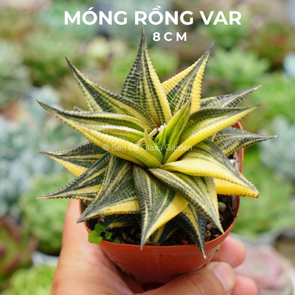 Sen đá Móng Rồng Xuáy Var 8cm Glass Garden